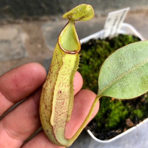 Nepenthes (Campanulata x Maxima) x Eymae (Katopasa) * Seed grown * Wistuba * Tropical pitcher plants (monkey cups) for sale South Africa