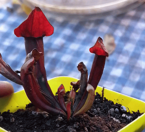 SPRING 2023 ☀️ 48 Plant VALUE PACK: Purple pitcher hybrid SGS310 🌱 7.5cm Potted > Limited release!