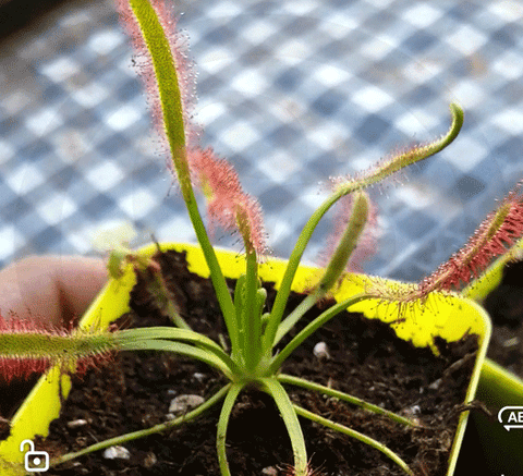 SPRING 2023 ☀️ 48 Plant VALUE PACK: Sundew SGS309 🌱 7.5cm Potted > Limited release!