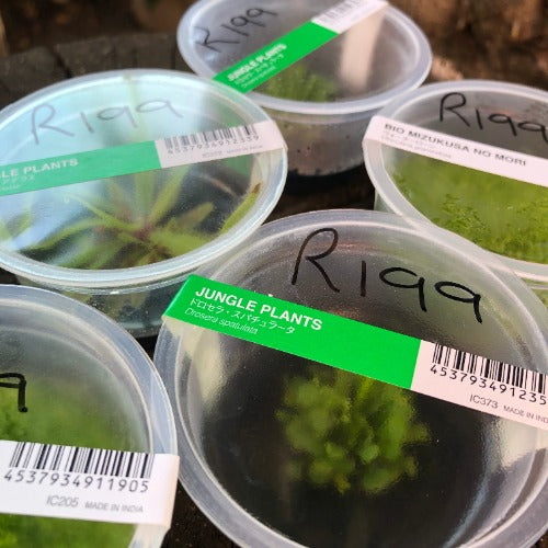 ADA Tissue Culture plants for terrariums * Limited Release!