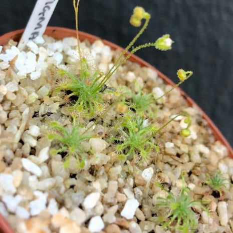SUNDEW: Drosera Leucostigma (Pot o' Pygmies) for sale | Buy carnivorous plants and seeds online @ South Africa's leading online plant nursery, Cultivo Carnivores