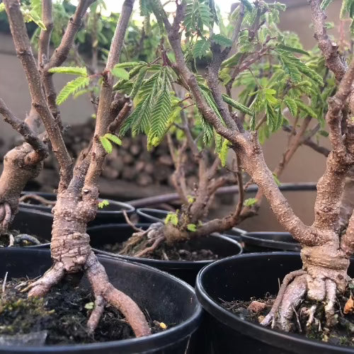 SENSITIVE PLANT: Mimosa Pudica (Touch-me-not) Kruidjie roer my nie for sale | Buy carnivorous plants and seeds online @ South Africa's leading online plant nursery, Cultivo Carnivores