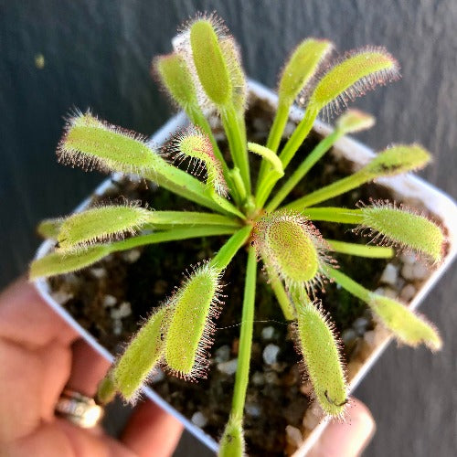 Drosera Capensis 'Bains Kloof' South Africa * Potted Plant * Buy carnivorous sundews online