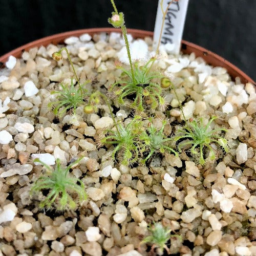 SUNDEW: Drosera Leucostigma (Pot o' Pygmies) for sale | Buy carnivorous plants and seeds online @ South Africa's leading online plant nursery, Cultivo Carnivores