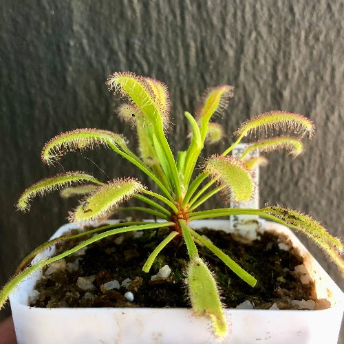 Drosera Capensis 'Bains Kloof' South Africa * Potted Plant * Buy carnivorous sundews online