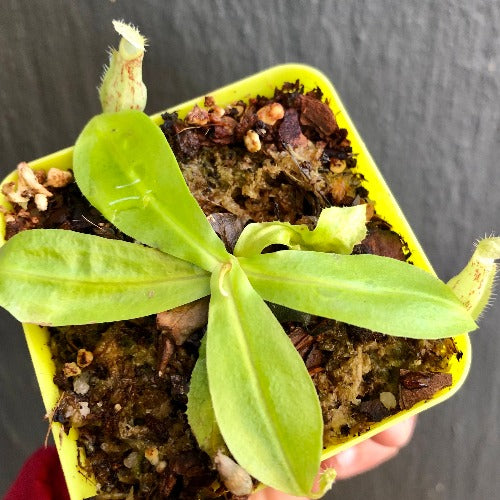 Nepenthes Mirabilis wing red x Northiana * Carnivorous Tropical pitcher plant (monkey cups) for sale
