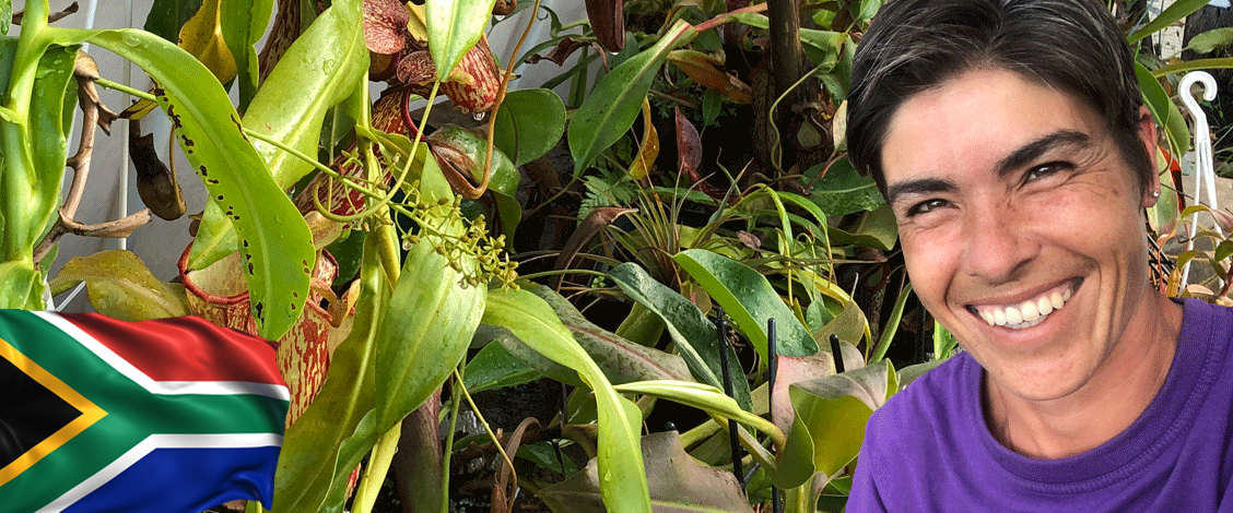 Carnivorous plants for sale in South Africa. Buy directly from your local carnivorous plant specialists. We grow We sell We teach