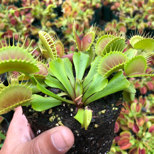Buy in bulk * Venus fly traps for sale * Wholesale carnivorous plants South Africa