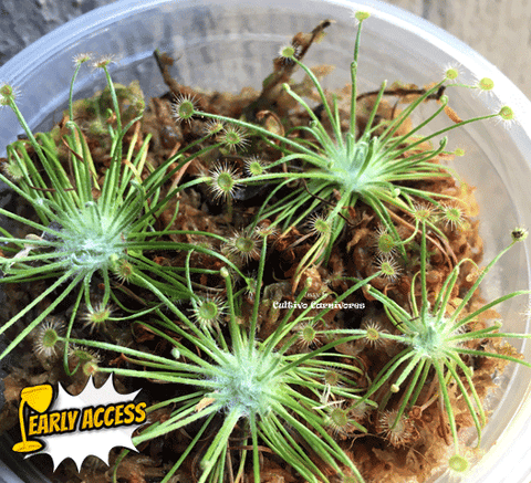 EARLY ACCESS > Drosera Broomensis {#23-27-01/86} ๐ Single plant 3-5cm ๐ฑ Bareroot