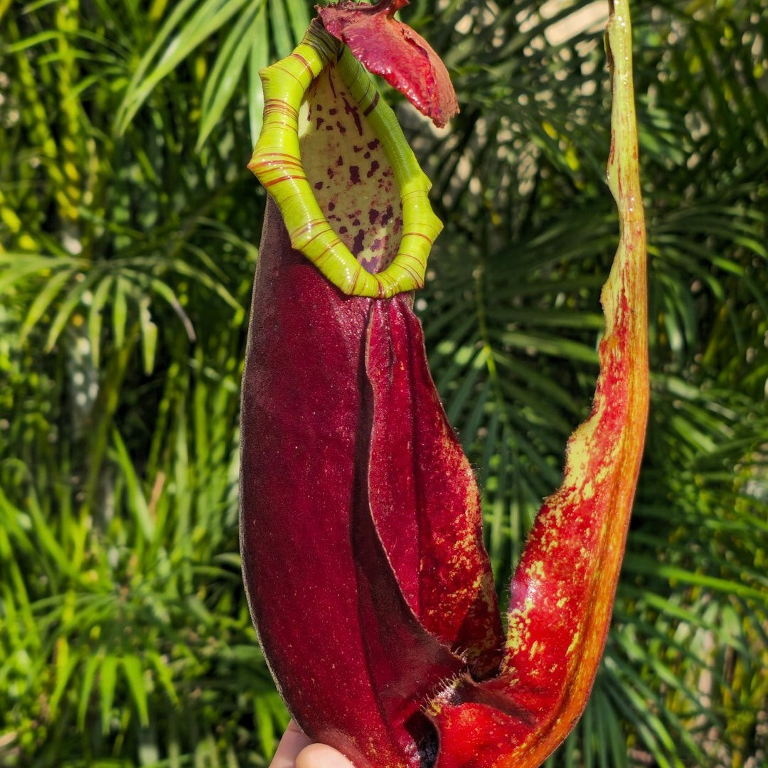Nepenthes Mirabilis x Northiana – Buy this easy hybrid in South