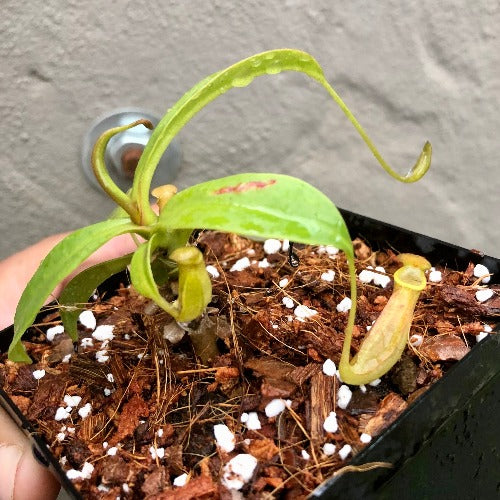 Nepenthes Reinwardtiana Red form loc Bario, Kelabit Highlands, Borneo [BCP ID# N335, N402] * Rare carnivorous plants for sale * Buy online in South Africa