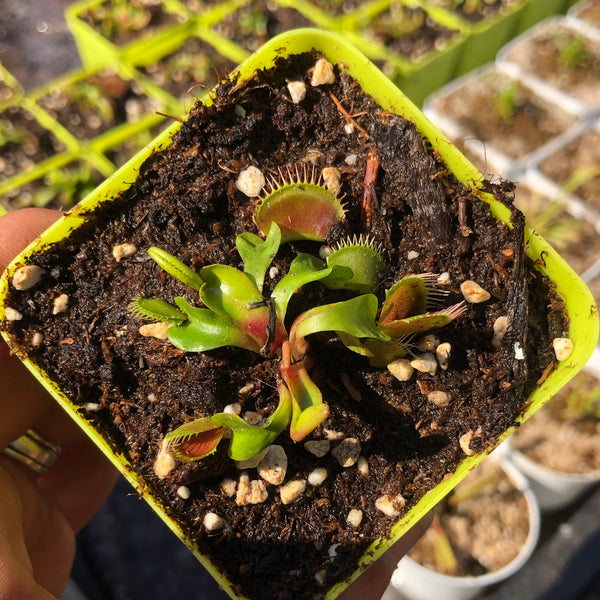 For sale Wholesale carnivorous plants * Buy online South Africa