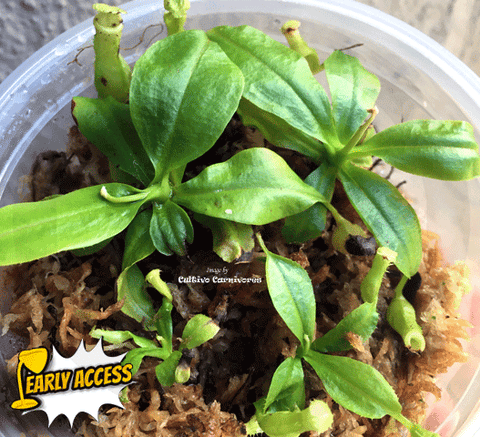 EARLY ACCESS > Nepenthes Bicalcarata {#23-17-02/25} ๐ Single plant S Leafspan 3-5cm ๐ฑ Bareroot