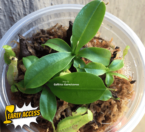 EARLY ACCESS > Nepenthes Eustachya {#23-27-01/116} ๐ Single plant XS Leafspan 2-3cm ๐ฑ Bareroot