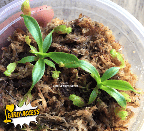 EARLY ACCESS > Nepenthes sp Lowii {#23-27-01/98} ๐ Single plant Leafspan 3-5cm ๐ฑ Bareroot