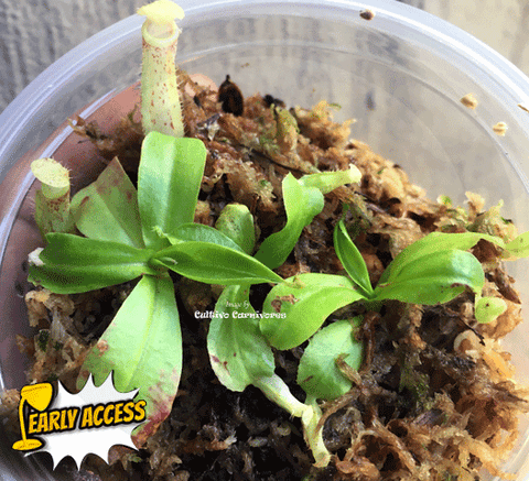 EARLY ACCESS > Nepenthes Mirabilis wing red x Northiana {#23-01-04/212} ๐ Single plant Leafspan 3-5cm ๐ฑ Bareroot