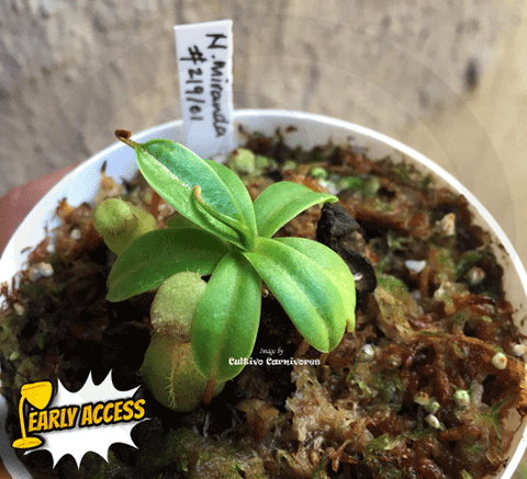 EARLY ACCESS > Nepenthes Miranda {#22-12-16/219/01} ๐ Single plant Leafspan 3-5cm ๐ฑ Bareroot
