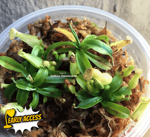 EARLY ACCESS > Nepenthes Rafflesiana {#23-24-02/29} ๐ Single plant Leafspan 3-5cm ๐ฑ Bareroot