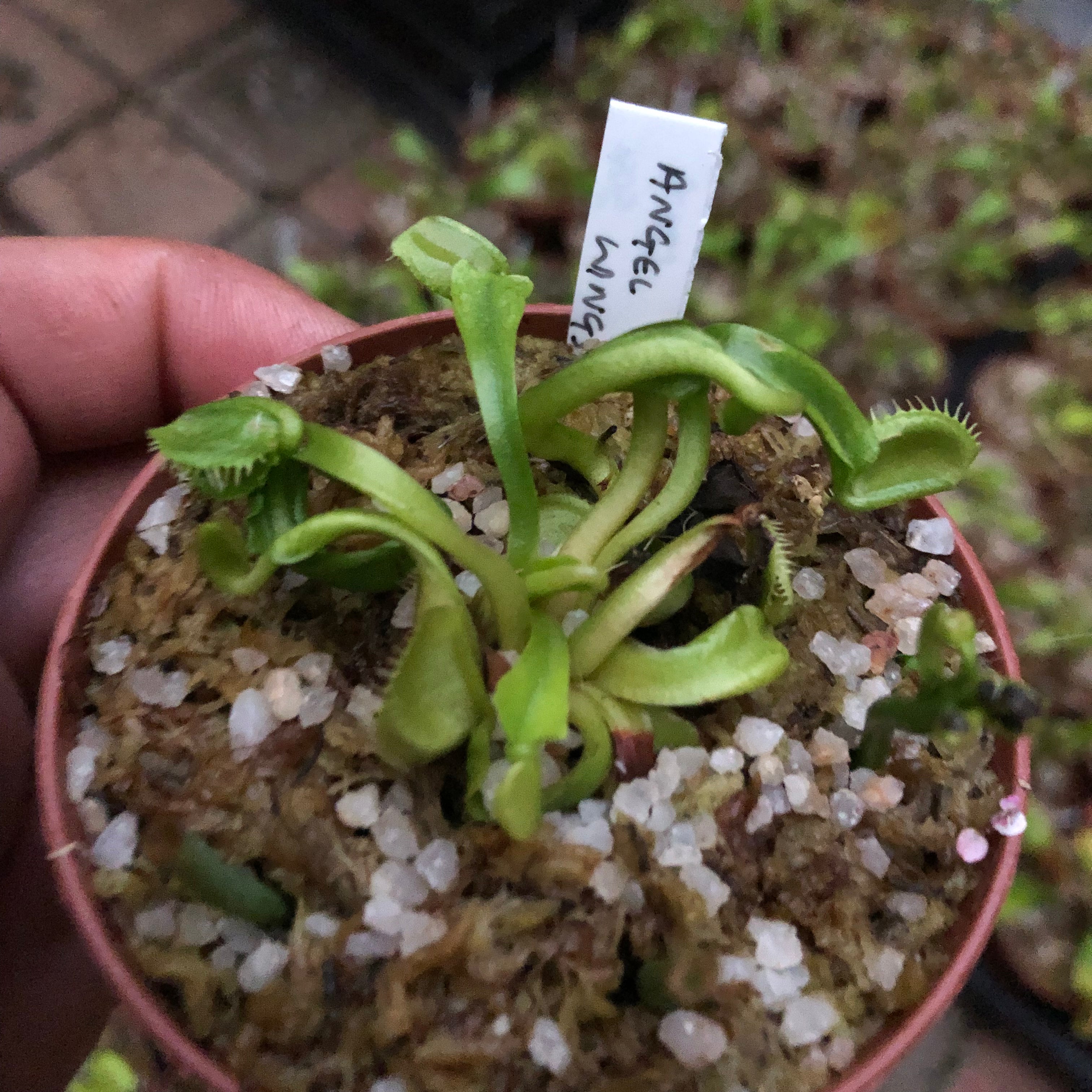 CARNIVOROUS PLANTS FOR SALE * 20 Flash sale on FRESH IMPORTS