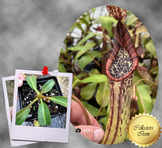 Buy Nepenthes Epiphytica × Mollis * Wistuba – For sale in South