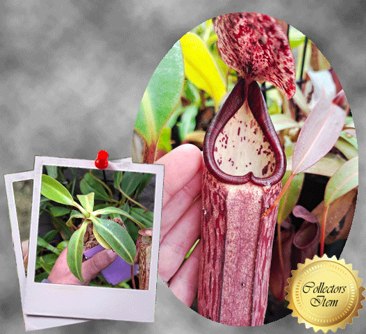 Buy Nepenthes 'Samsara' | Tropical Pitcher Plant South Africa