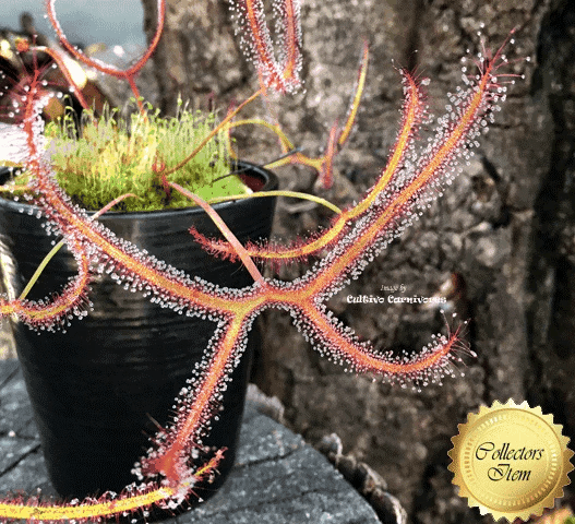 COLLECTORS ITEM:  Drosera Binata cv Marston Dragon > 3rd gen rooted division (Limited release)