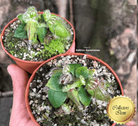 RARE! ALBANY PITCHER PLANT: Diflora’s giant * Cephalotus Follicularis Big boy x Coal mine beach > Exact plants pictured