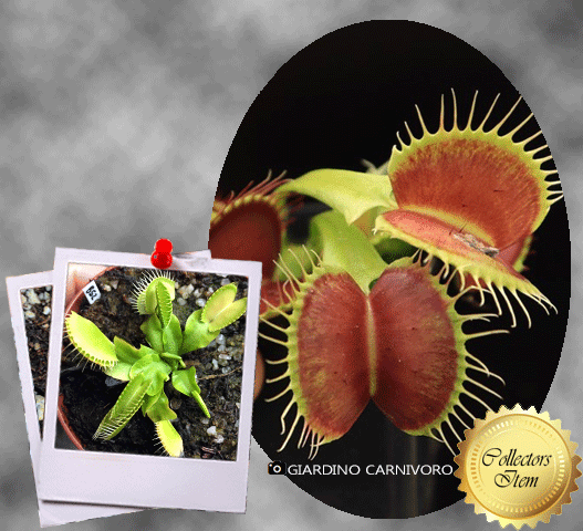 COLLECTORS ITEM Venus Flytrap B52 CANADA Exact plant