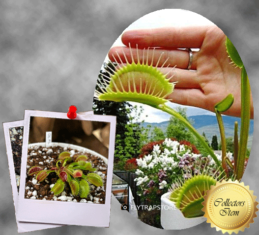 VENUS FLYTRAP: DC XL for sale | Buy carnivorous plants and seeds online @ South Africa's leading online plant nursery, Cultivo Carnivores