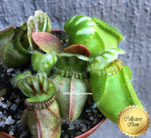RARE! ALBANY PITCHER PLANT:  Cephalotus Follicularis Holland clone > Exact plant pictured