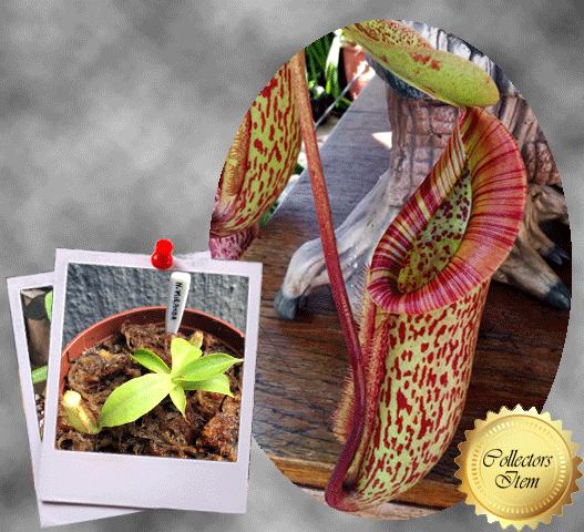 COLLECTORS ITEM 🌟 Nepenthes Miranda 📏 6-7cm > Exact plant pictured