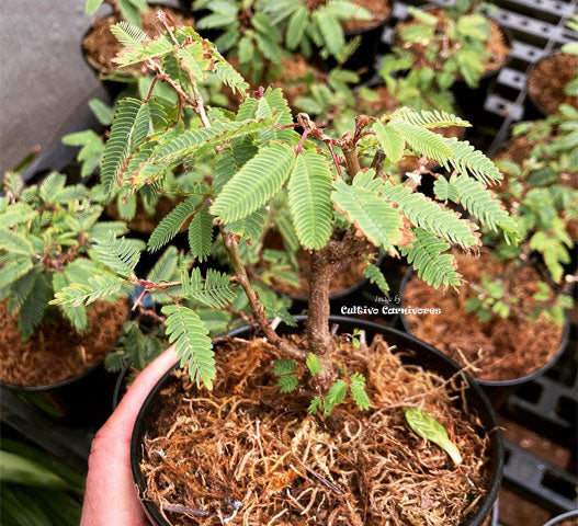 SENSITIVE PLANT: Mimosa Pudica (Touch-me-not) for sale | Buy carnivorous plants and seeds online @ South Africa's leading online plant nursery, Cultivo Carnivores