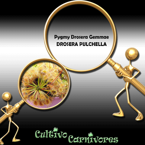 PYGMY DROSERA GEMMAE: Drosera xPulchella (Pink Flower) for sale | Buy carnivorous plants and seeds online @ South Africa's leading online plant nursery, Cultivo Carnivores