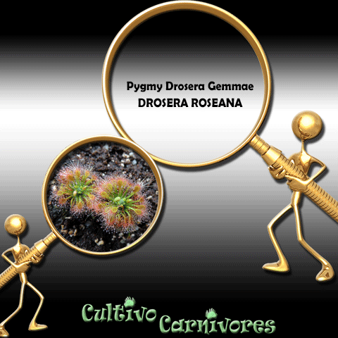 PYGMY DROSERA GEMMAE: Drosera Roseana for sale | Buy carnivorous plants and seeds online @ South Africa's leading online plant nursery, Cultivo Carnivores