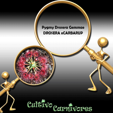 PYGMY DROSERA GEMMAE: Drosera x Carbarup for sale | Buy carnivorous plants and seeds online @ South Africa's leading online plant nursery, Cultivo Carnivores