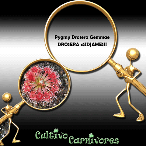 Pygmy Drosera Gemmae - Drosera x Sidjamesii for sale | Buy carnivorous plants and seeds online @ South Africa's leading online plant nursery, Cultivo Carnivores