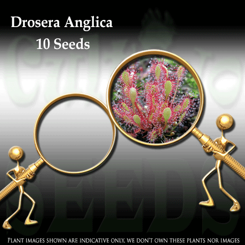SEEDS: Sundew > Drosera Anglica (Giant) - The English Sundew for sale | Buy carnivorous plants and seeds online @ South Africa's leading online plant nursery, Cultivo Carnivores