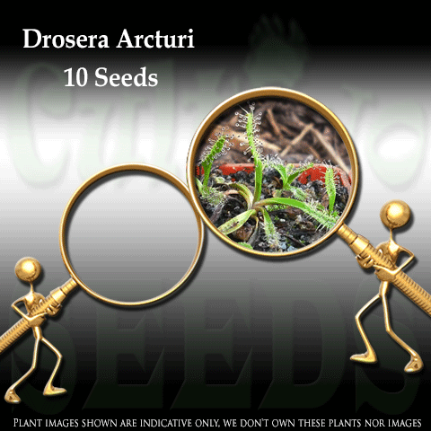 SEEDS: Sundew > Drosera Arcturi for sale | Buy carnivorous plants and seeds online @ South Africa's leading online plant nursery, Cultivo Carnivores