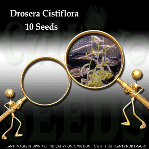 SEEDS: Sundew > Drosera Cistiflora (Winter growing) for sale | Buy carnivorous plants and seeds online @ South Africa's leading online plant nursery, Cultivo Carnivores