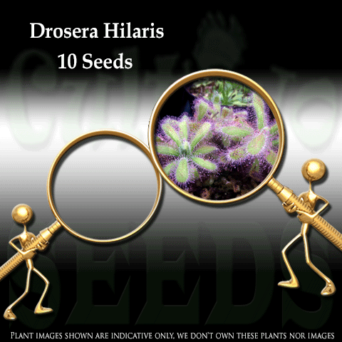 Seeds - Drosera Hilaris (Somerset West, RSA) for sale | Buy carnivorous plants and seeds online @ South Africa's leading online plant nursery, Cultivo Carnivores