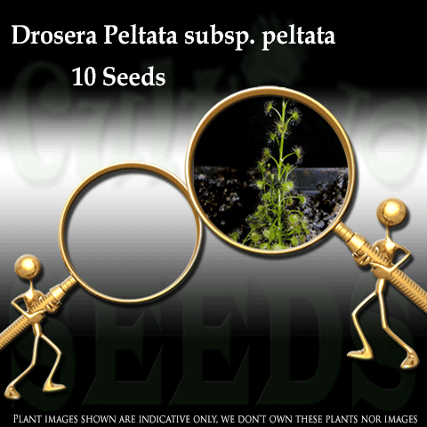 Seeds - Drosera Peltata subsp. peltata "Pale Sundew" (Tuberous) for sale | Buy carnivorous plants and seeds online @ South Africa's leading online plant nursery, Cultivo Carnivores