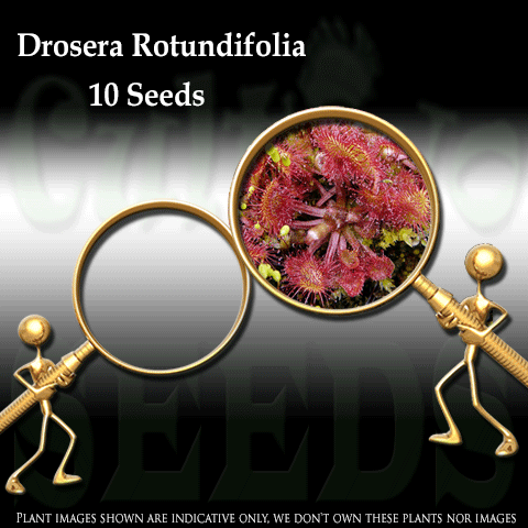 SEEDS: Sundew > Drosera Rotundifolia for sale | Buy carnivorous plants and seeds online @ South Africa's leading online plant nursery, Cultivo Carnivores