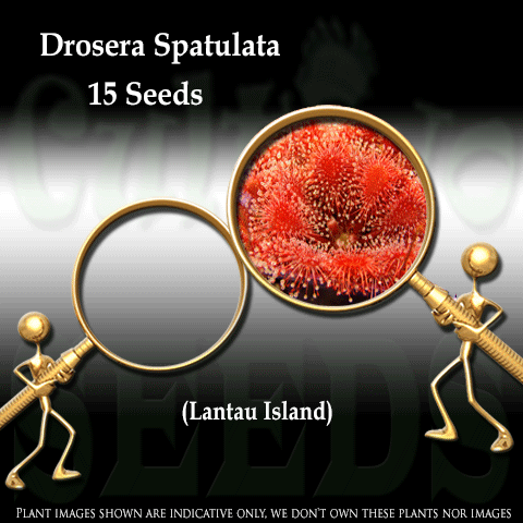 SEEDS: Sundew > Drosera Spatulata (Pink Flower) for sale | Buy carnivorous plants and seeds online @ South Africa's leading online plant nursery, Cultivo Carnivores