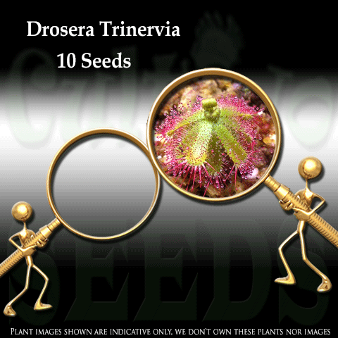 SEEDS: Sundew > Drosera Trinervia (Winter growing) for sale | Buy carnivorous plants and seeds online @ South Africa's leading online plant nursery, Cultivo Carnivores