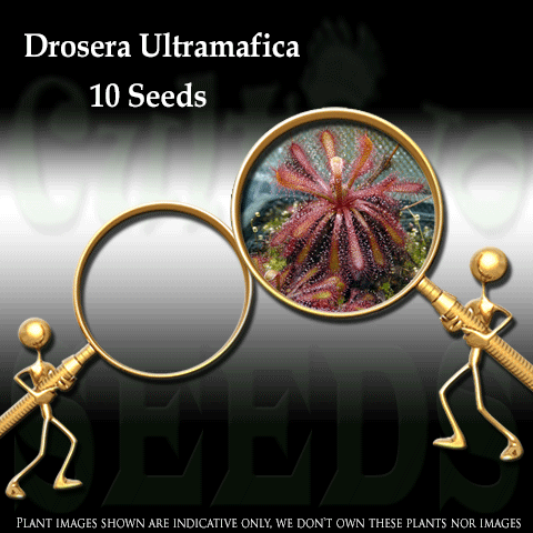 SEEDS: Sundew > Drosera Ultramafica for sale | Buy carnivorous plants and seeds online @ South Africa's leading online plant nursery, Cultivo Carnivores