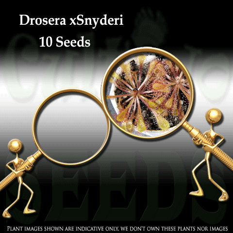 SEEDS: Sundew > Drosera Dielsiana x Nidiformis for sale | Buy carnivorous plants and seeds online @ South Africa's leading online plant nursery, Cultivo Carnivores