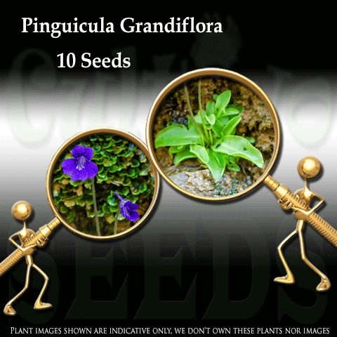 Seeds - Pinguicula Grandiflora (European, Temperate) for sale | Buy carnivorous plants and seeds online @ South Africa's leading online plant nursery, Cultivo Carnivores