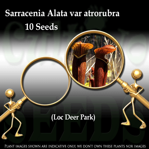 Seeds - Sarracenia Alata var atrorubra (red tube) - Deer Park for sale | Buy carnivorous plants and seeds online @ South Africa's leading online plant nursery, Cultivo Carnivores