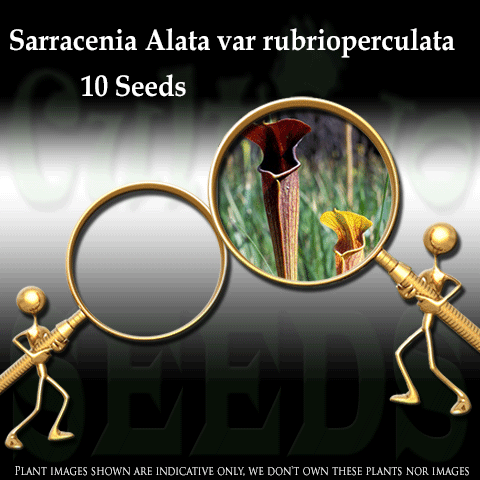 SEEDS: Trumpet Pitcher > Sarracenia Alata var rubrioperculata (f. red throat) for sale | Buy carnivorous plants and seeds online @ South Africa's leading online plant nursery, Cultivo Carnivores