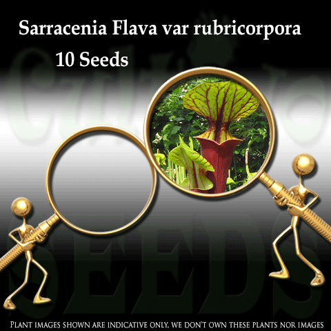 Seeds - Sarracenia Flava var rubricorpora (red) for sale | Buy carnivorous plants and seeds online @ South Africa's leading online plant nursery, Cultivo Carnivores